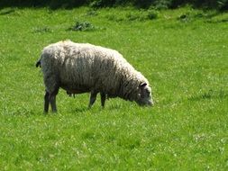 Picture of the sheep on a grass field