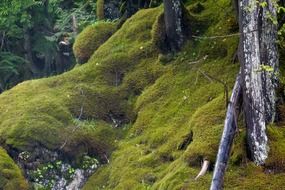 green moss near forest creek scene