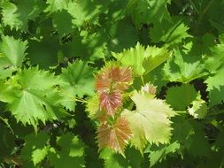 green grape leaves