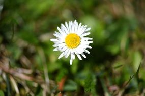 White daisy flower plant meadow nature
