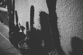 Black and white photo of the cactus plants