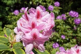 rhododendron genus flower