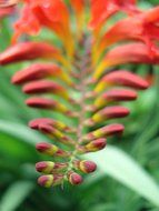 closeup of a red tropical flower