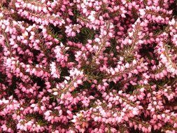 a top view on pink heather