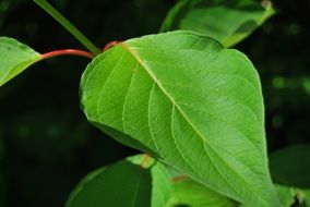 oval green leaf