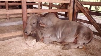 a cow rests in a pen