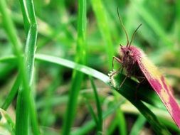 pink moth sits on green grass