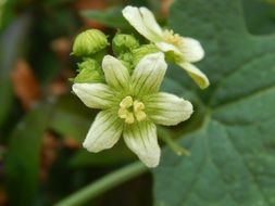 white flowers with green leaves in the garden