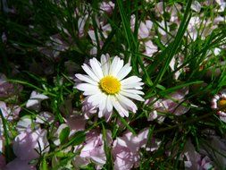 Yellow and white daisy flower