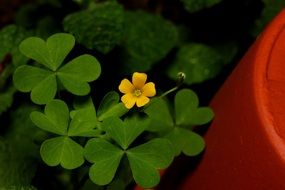 yellow small flower of green clover