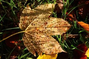 Water drops on a leaf in autumn