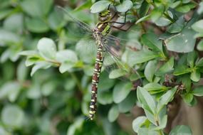 wonderful dragonfly