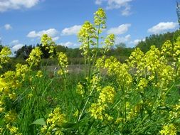 rapeseed bloom in the sun