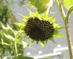 sunflower head with seeds on a stalk