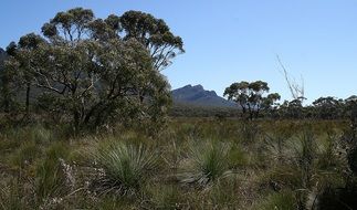 green bushes and trees in australia