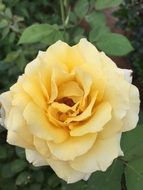 rose yellow flower