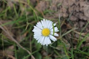 Daisy on early spring grass