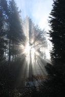 nature trees sun