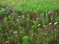 a variety of flowers on a green meadow