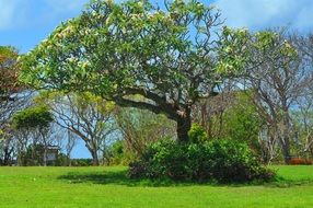 green bushes and trees on the island of Bali