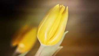 yellow tulip bud on a blurry background