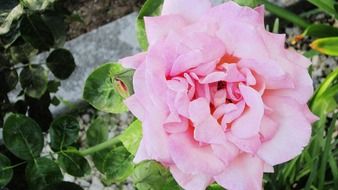 extraordinarily beautiful garden gardening