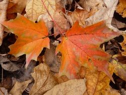 autumn orange maple leaves in the forest close-up