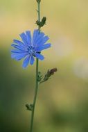 blue plant cornflower macro photo