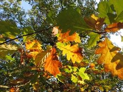 Beautiful and colorful oak leaves on a tree in autumn