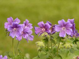 purple geranium flowers in nature