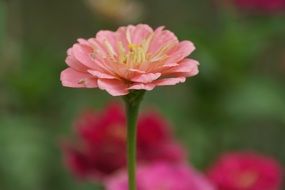 Tender Pink flower summer macro photo