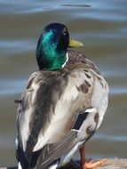 Photo of mallard in the wild