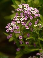 flowers Arabis Caucasian