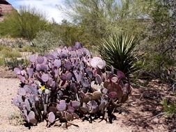 cactus in the desert near a green plant