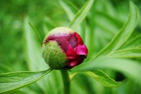 bud of red peony on green bush close-up on blurred background