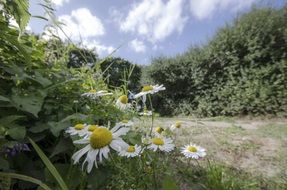 white daisies near the road