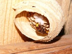 nest of insects close up
