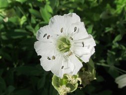 white flower with stamens