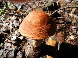 red noble mushroom