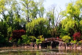 landscape of bridge over the river in a forest