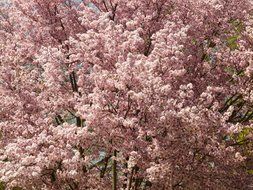 flowering of the Japanese cherry