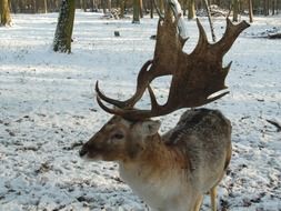 fallow deer in the winter snow
