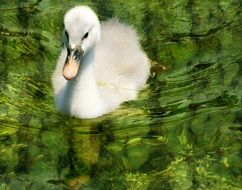 white baby swan on the pond