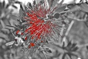 garden flower in grey and red colors