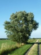 wide tree at soil road in countryside