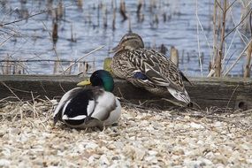 ducks resting on a lake bank