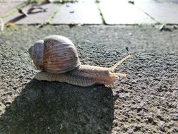 snail is crawling on the road