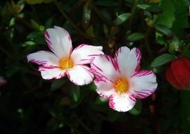 white flowers with red edges