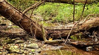 fallen tree by the brook