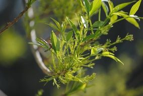 green branch in the sunlight close up